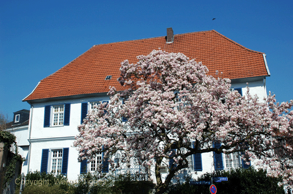 Blühendes Soest im Mai ©Werner Tigges