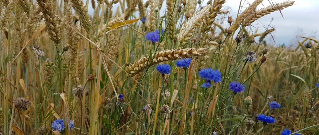 Blühende Soester Börde, Kornblumen und Getreide am Ackerrain ©Werner Tigges Blühende Soester Börde, Kornblumen und Getreide am Ackerrain ©Werner Tigges