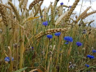 Blühende Soester Börde, Kornblumen und Getreide am Ackerrain ©Werner Tigges