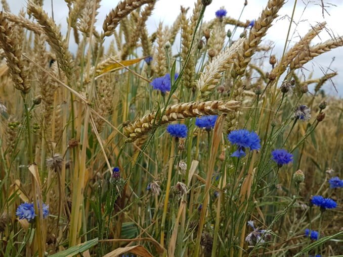 Blühende Soester Börde, Kornblumen und Getreide am Ackerrain ©Werner Tigges