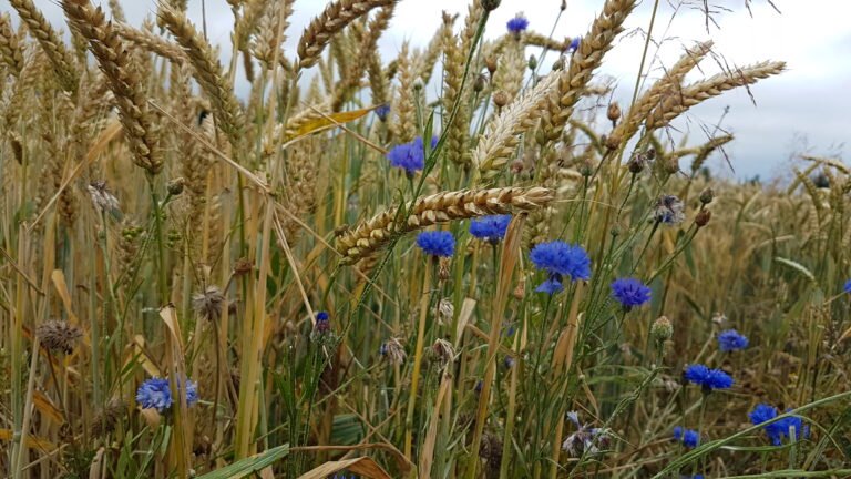 Blühende Soester Börde, Kornblumen und Getreide am Ackerrain ©Werner Tigges