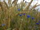 Blühende Soester Börde, Kornblumen und Getreide am Ackerrain ©Werner Tigges
